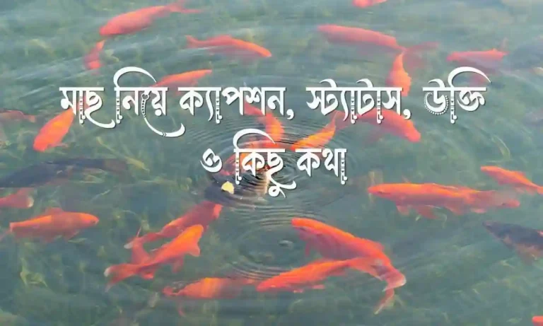 ১০০+ মাছ নিয়ে ক্যাপশন, স্ট্যাটাস, উক্তি ও কিছু কথা