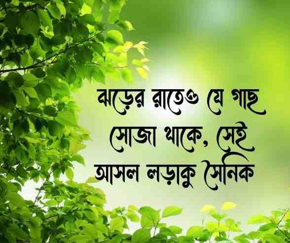 গাছ নিয়ে উক্তি
